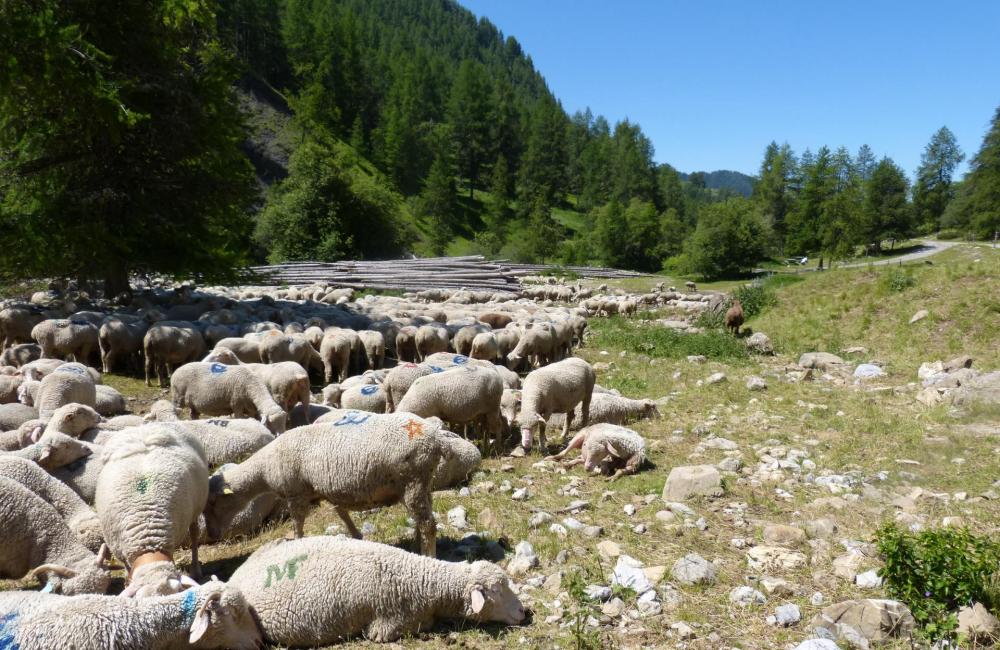 Retour de via la via ferrata de Rouanne au mileu des mouton peu avant le parking