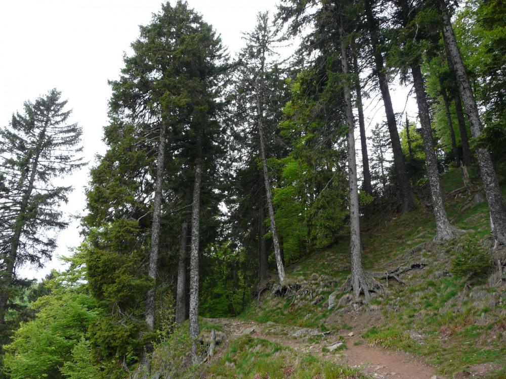 En descendant des rochers du Tanet vers le lac vert, magnifiques arbres !