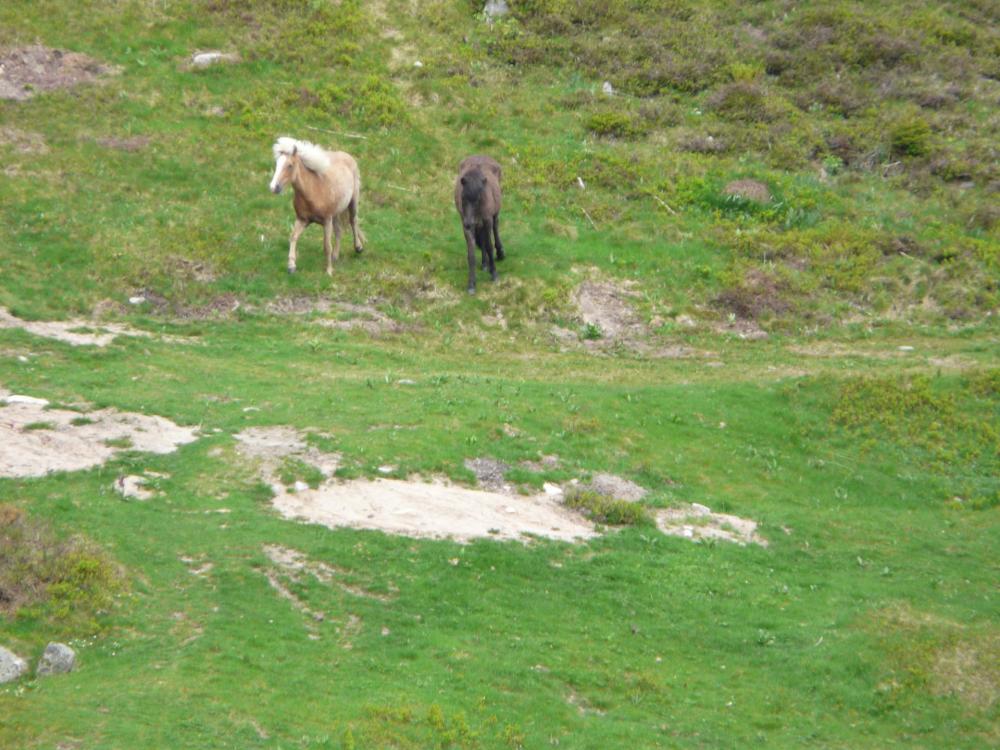 les chevaux islandais  du tanet