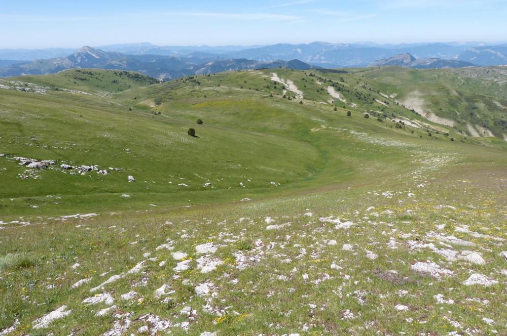 Je repars vers les corniches au dessus du col des Guérins en traversant le plateau au milleu d'une végétation luxuriante