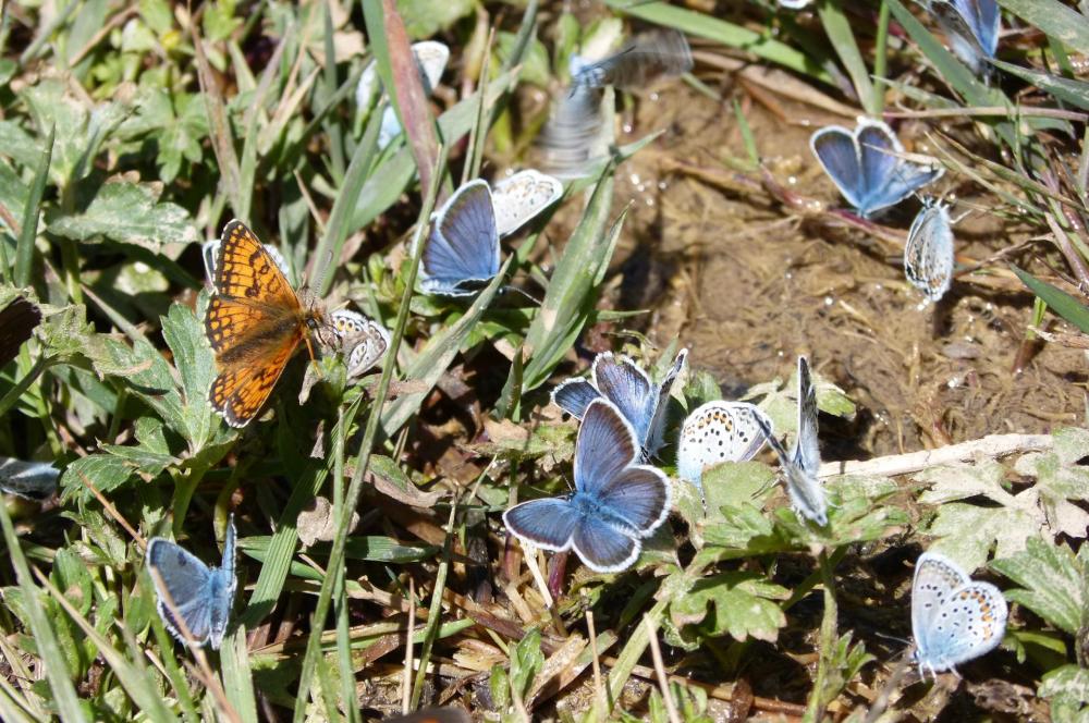 Festival de papillons au ruisseau de la Lumineuse !