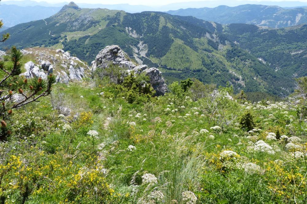 Végétation luxuriante dans la descente vers la cascade