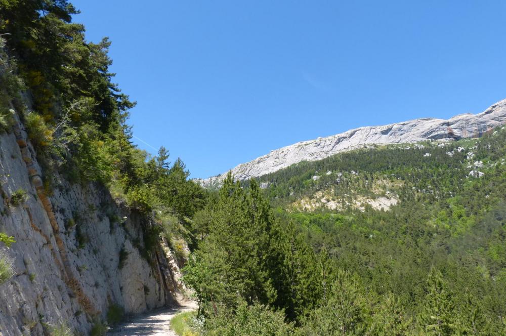 La route forestière qui ramène au col des Guérins