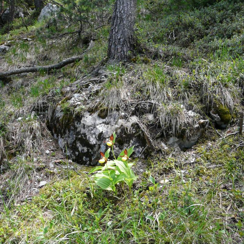 Horchidée sauvage rencontrée en descendant le pas de la mort à St Même-St pierre d' Entremont