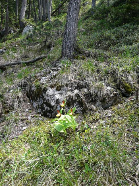 Horchidée sauvage rencontrée en descendant le pas de la mort à St Même-St pierre d' Entremont