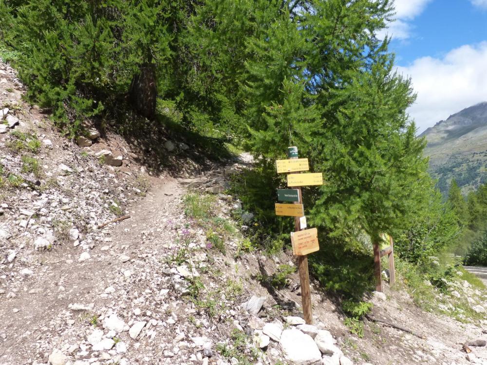 Jonction du sentier botanique (retour via parcours 2) avec la piste forestière qui ramène au parking.