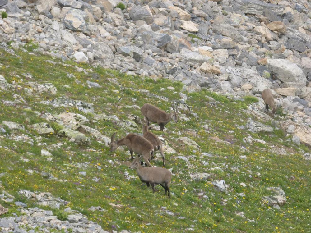 une partie des chamois rencontrés lors de la descente de l' aiguillette du Lauzet