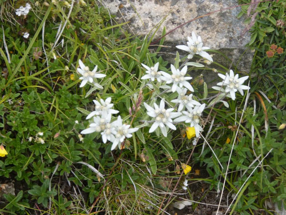 magnifique tache d'edelweiss, dans la descente de l'aiguillette du Lauzet