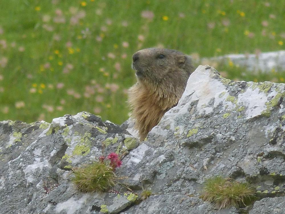 Elle semble ne pas nous voir, mais elle surveille ...dame marmotte du Lauzet !