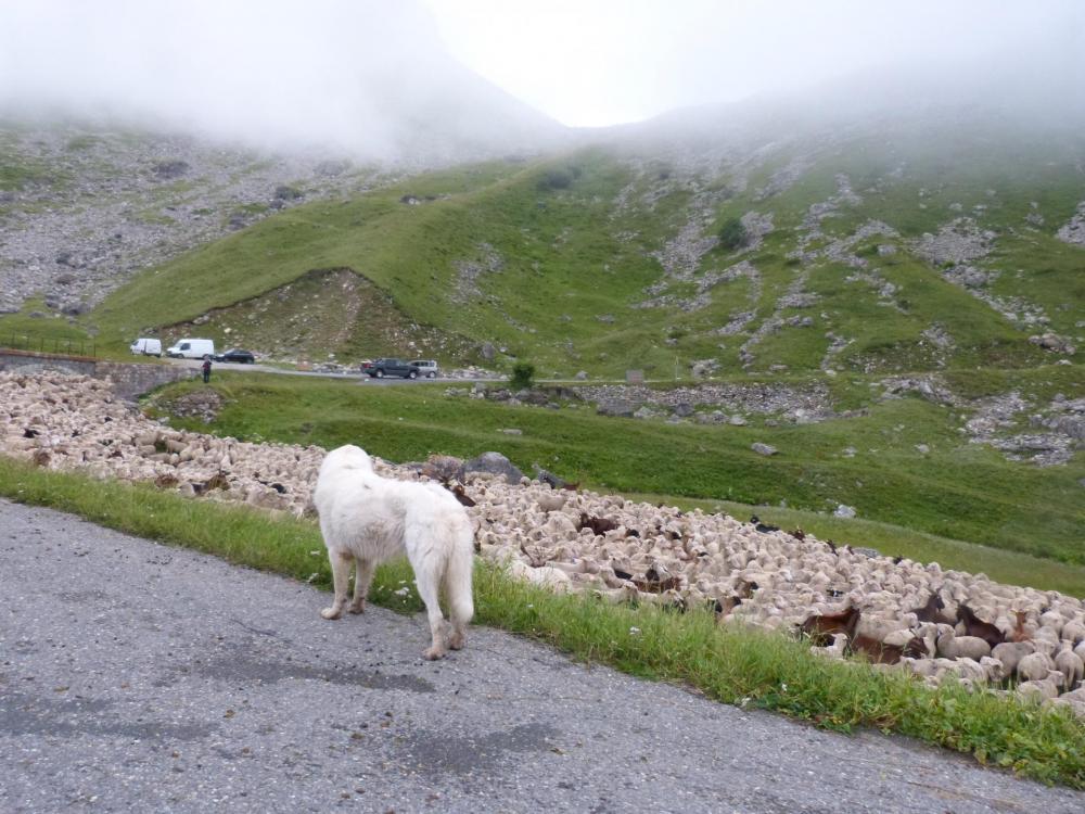 au plan Lachat dans la descente, le transfert des moutons sous bonne garde !