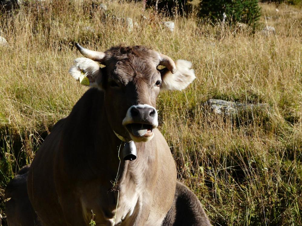 les belles habitantes de la Principauté d' Andorre