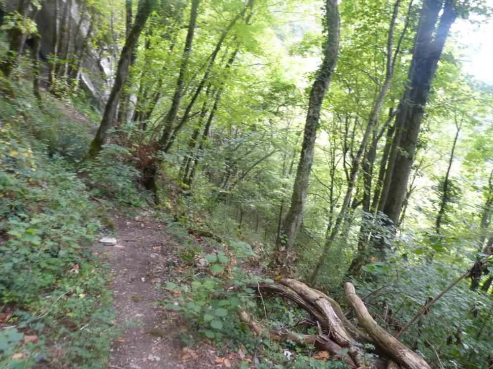 Retour en forêt par le même chemin que l' aller