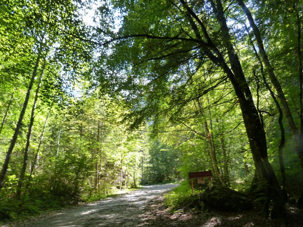 Le Granier par le pas des Barres, sentier en forêt pour commencer !