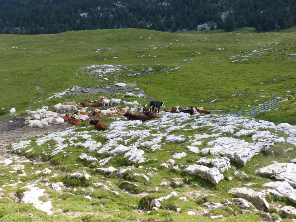 l' Alpage après le col de l' Alpette, toutes les vaches ne sont pas encore descendues !