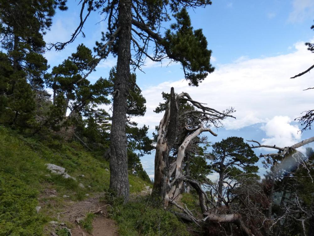 Parcours agréable sur le plateau en direction du Granier et de la Croix du Granier