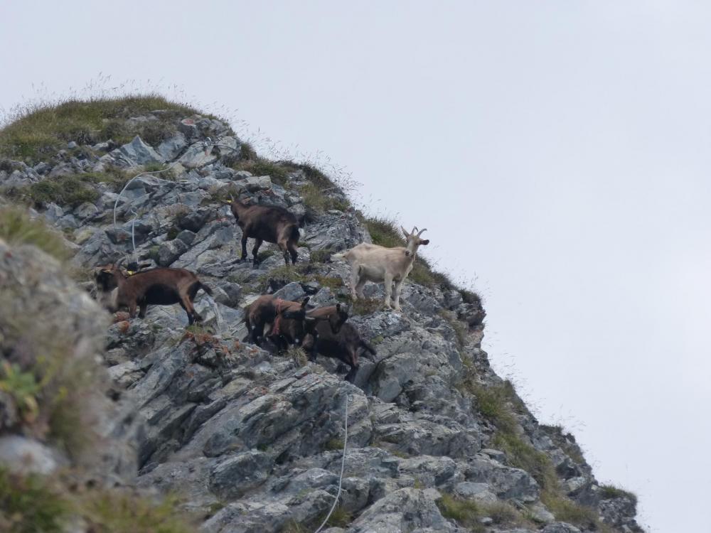 ... sans oublier le dernier obstacle avant le sommet ... les chêvres !!!