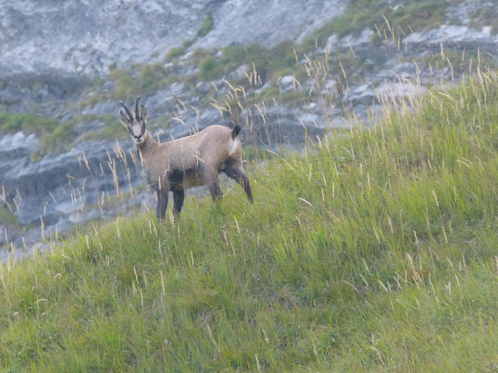 Sur le retour, un chamois solitaire vu depuis la route pastorale Sur le retour, un chamois solitaire vu depuis la route pastorale