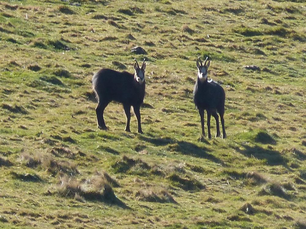 Les chamois "concierges du capucin" !