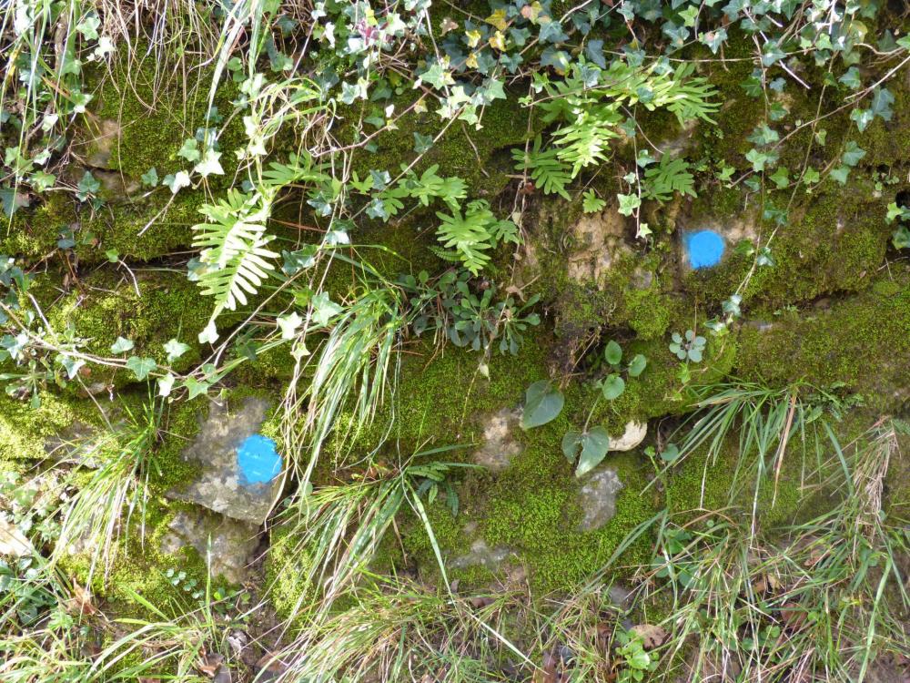 Les marques bleues en début de parcours