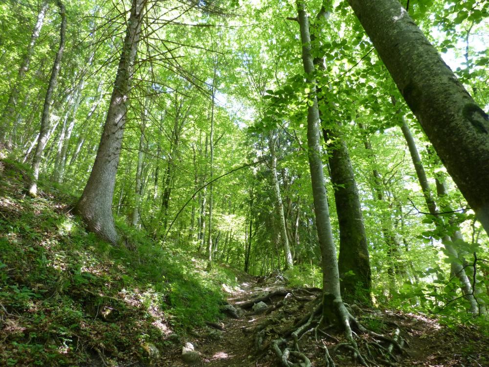 Sentier d' accès à la grotte de Bange depuis chez Martinod