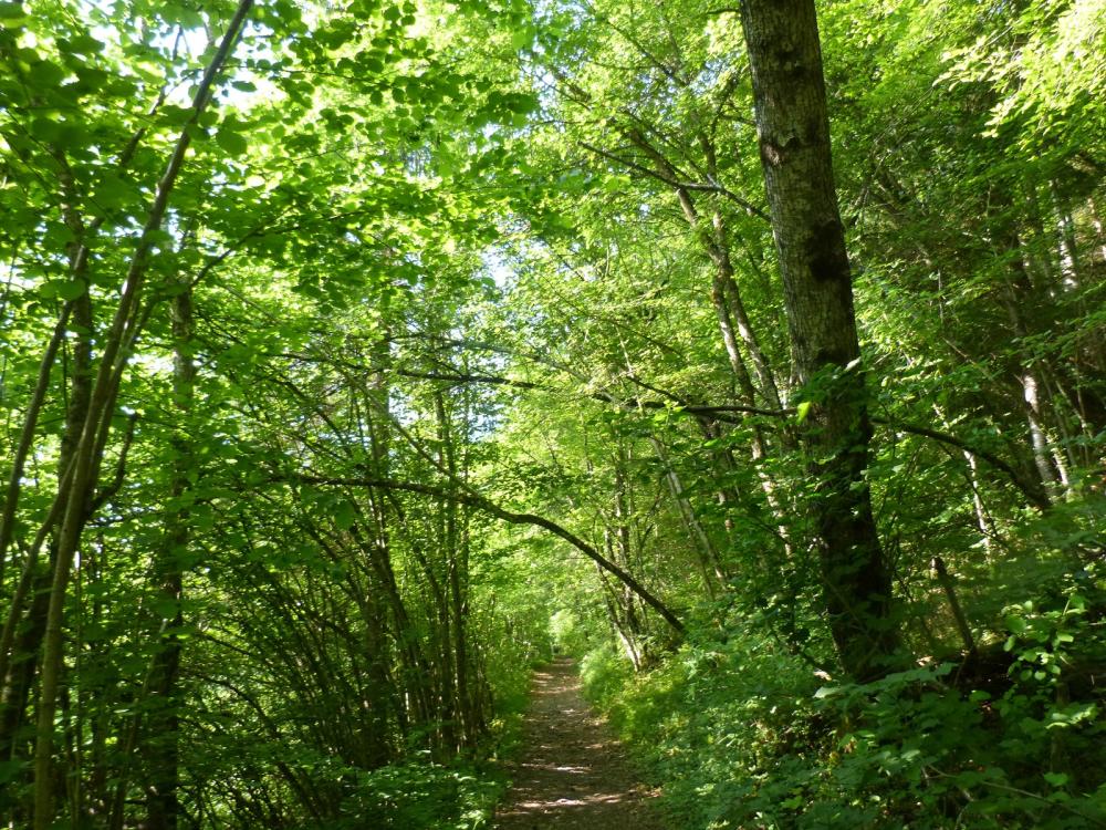 Retour de la grotte de Bange vers Allèves par la forêt