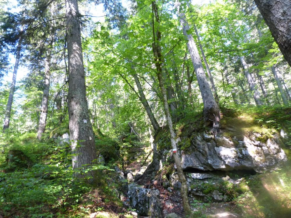 Le sentier des tannes à Aillon le Jeune