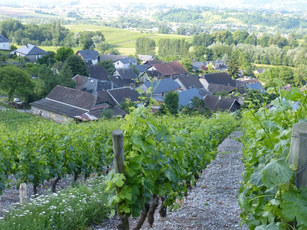 Les vignes de Chignin