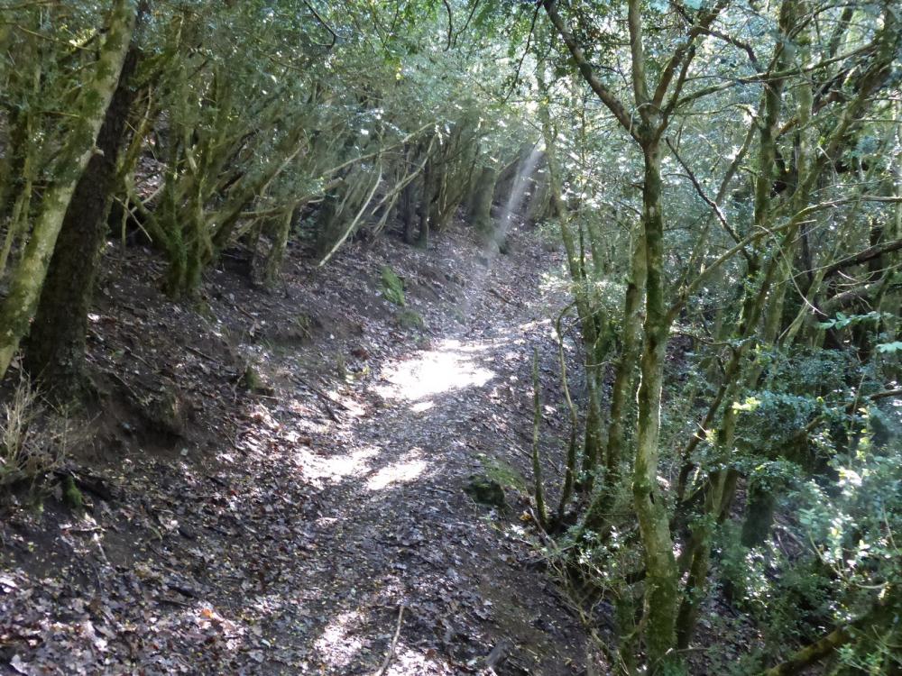 parcours en sous bois et pente plus facile à l' approche du Roc de Tormery