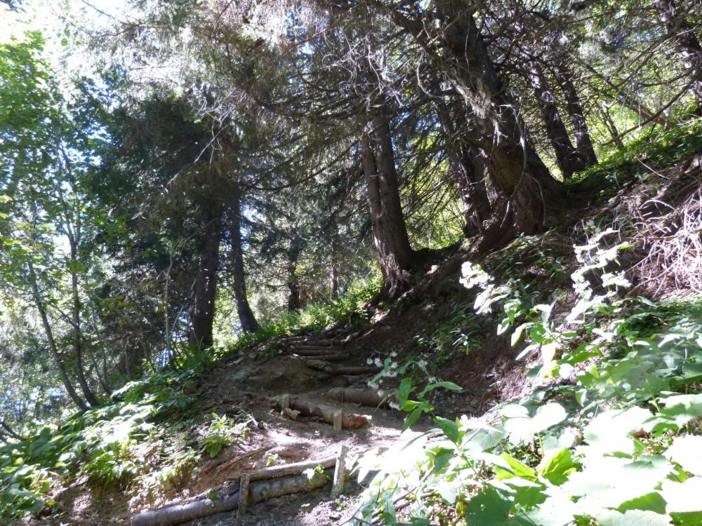 Montée en sous bois vers le col des Saulces