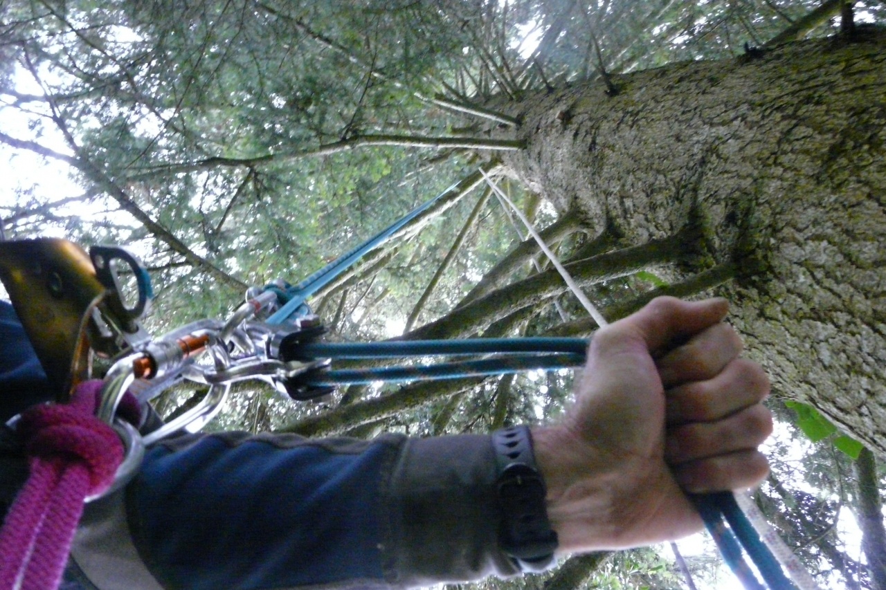 rappel sur arbre dans le col de la forclaz à près d' Annecy