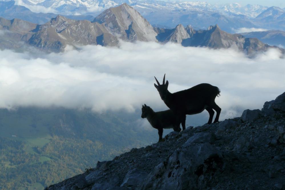 compagnons de rando à la tournette (74)