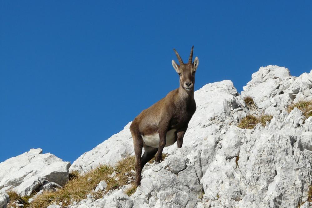 Les bouquetins de la Tournette