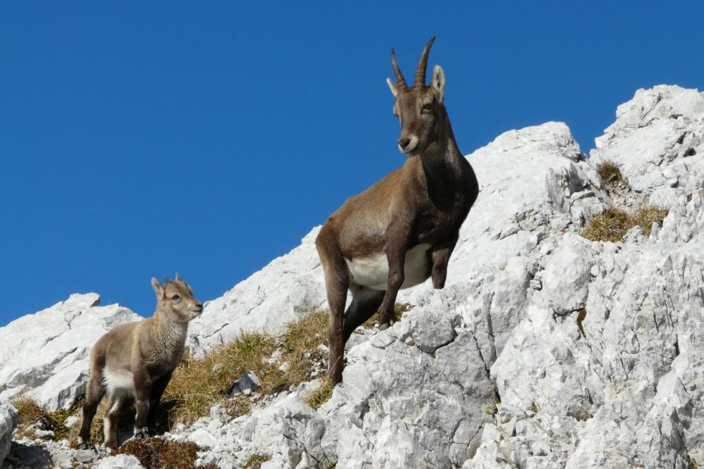 Les bouquetins de la Tournette