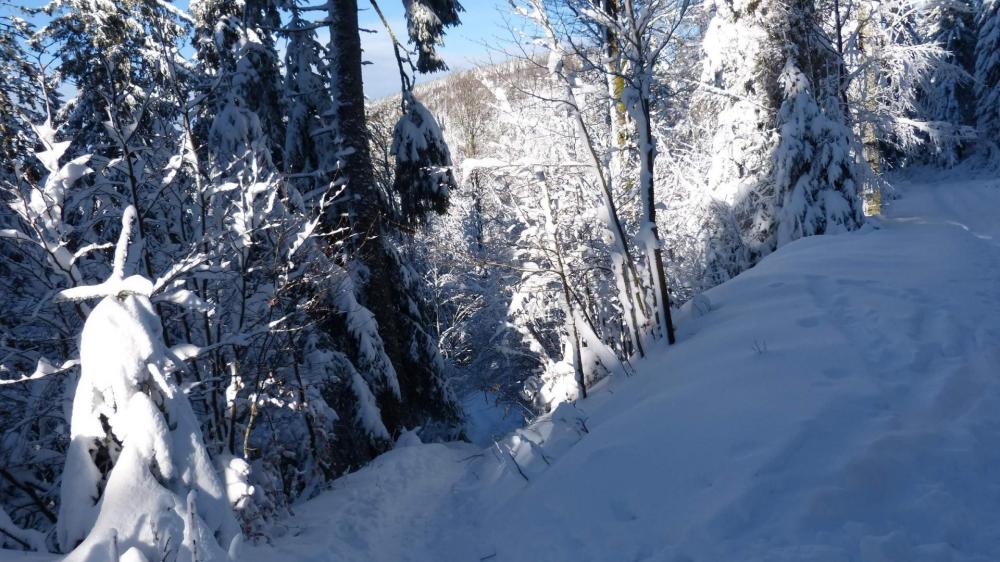 Petit raccourci en forêt pour couper les lacets de la route forestière