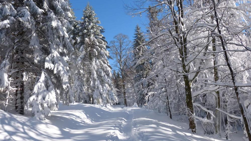 Parcours facile en forêt, ambiance féerique !