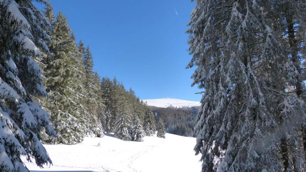 Ouverture dans le massif forestier sur la chaume du Bas Chitelet et sur le sommet du Hohneck