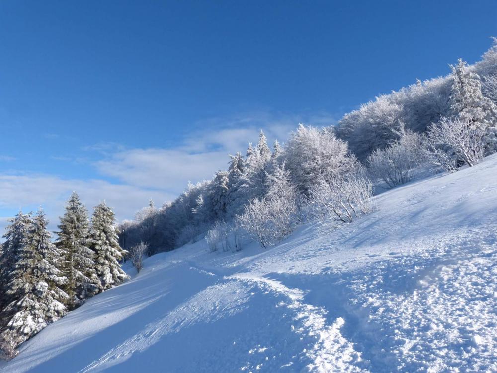 Après le refuge, le sentier se prend sur la gauche de la route pour rejoindre en sous bois la route des Crêtes