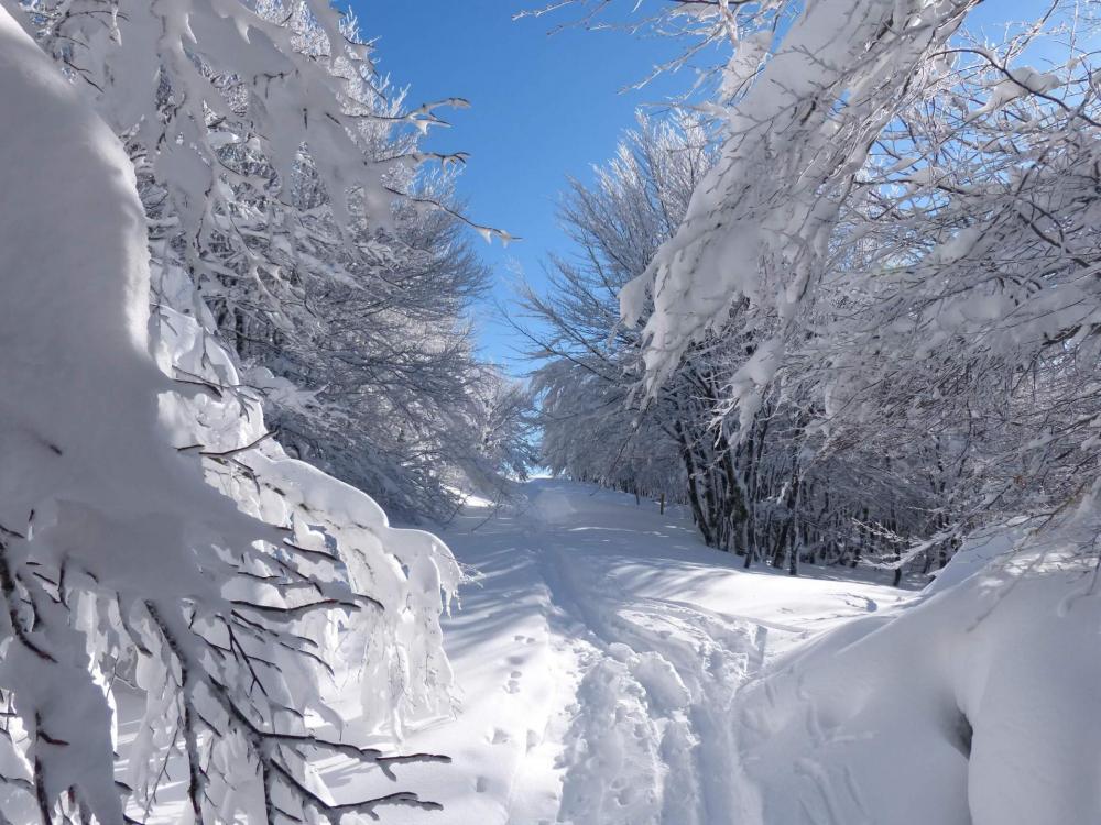 Après avoir traversé la route des crêtes, on monte en direction du Hohneck