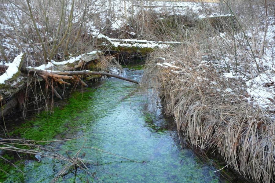 Le ruisseau d' alimentation du marais