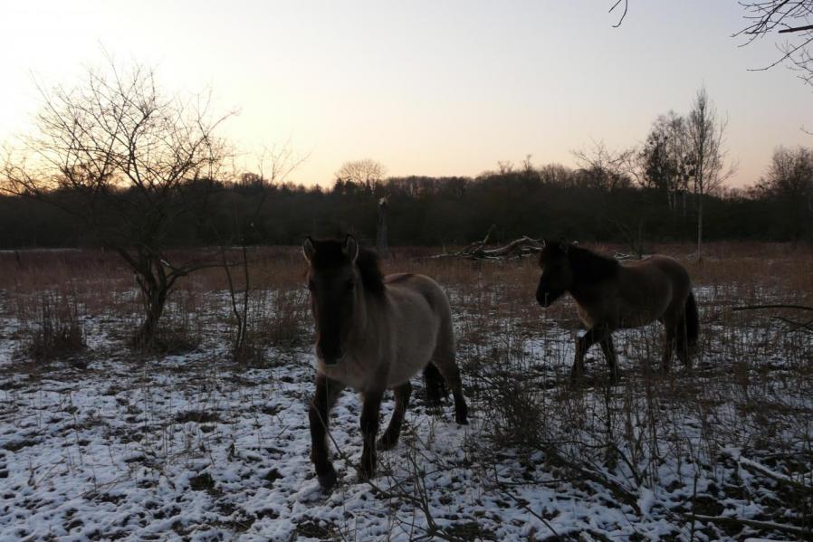 tiens les konik polski ont de la visite,ils accourent ...