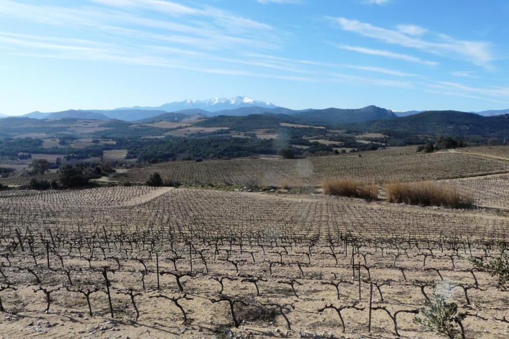 les vignes sur la route de Lesquerde à Maury