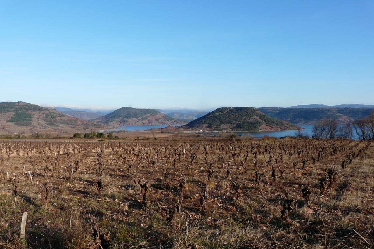 les vignes - lac du salagou