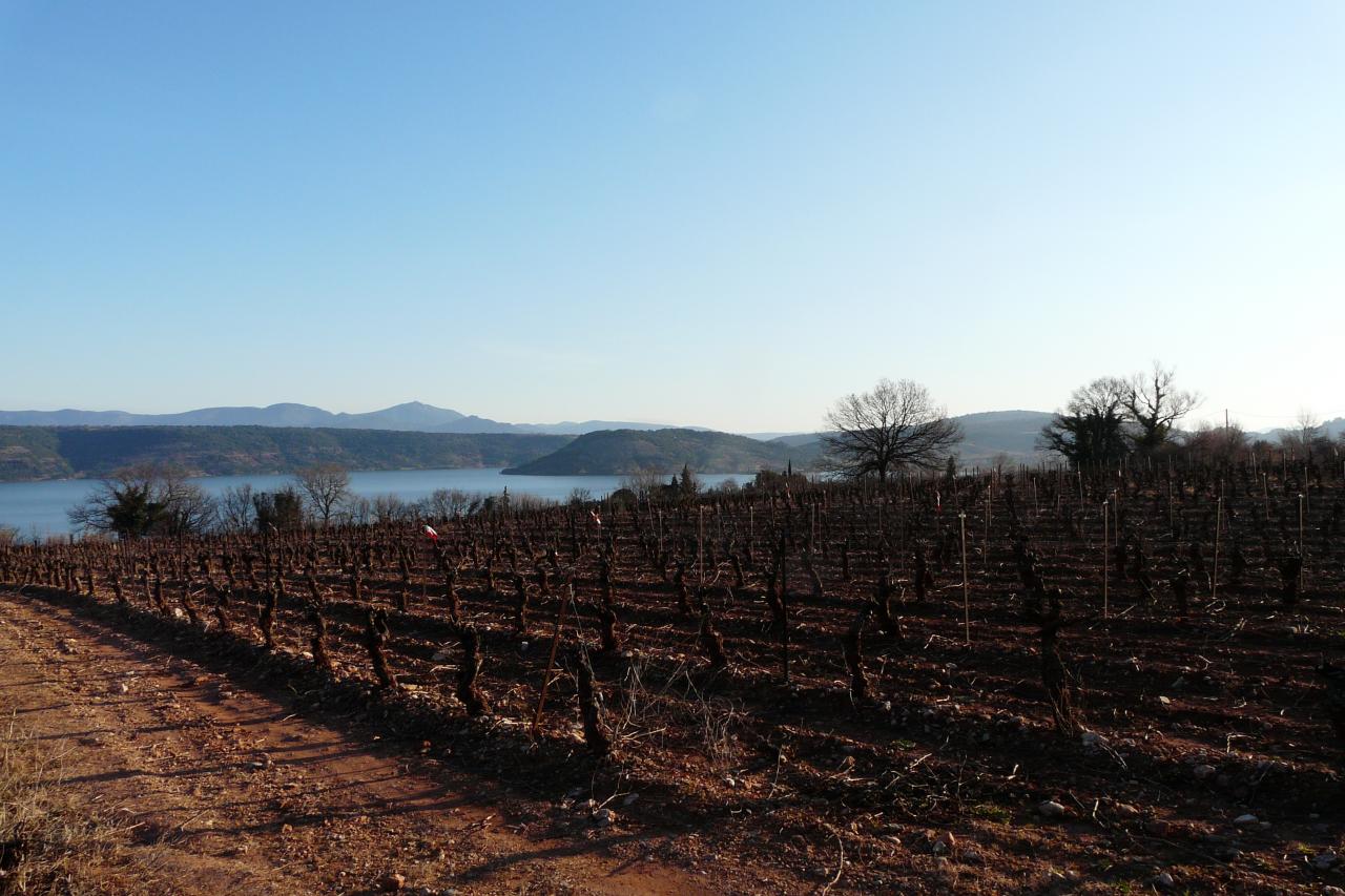 lac du Salagou et ses vignes