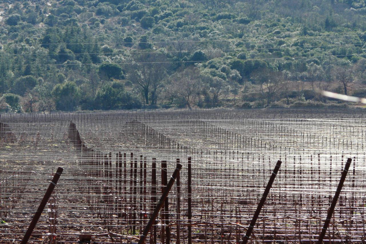 Encore les vignes juste avant Salasc