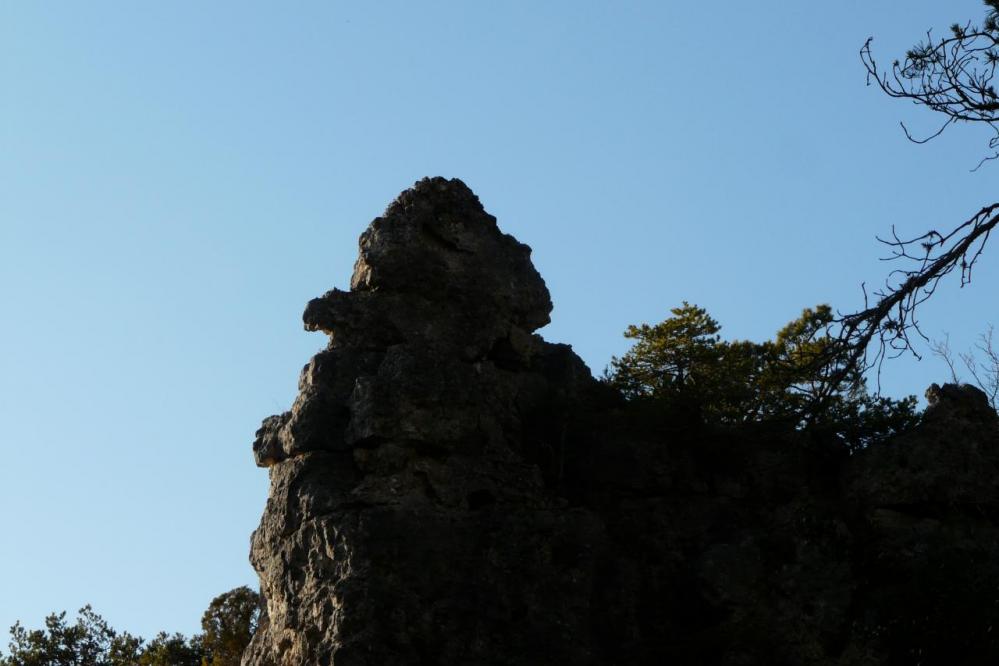 l' arlequin de  Montpelleir le vieux