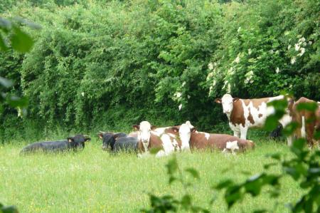 les vaches et les jeunes taureaux