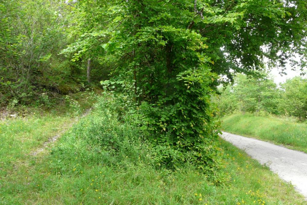 ...puis prendre le sentier à droite après le premier virage !