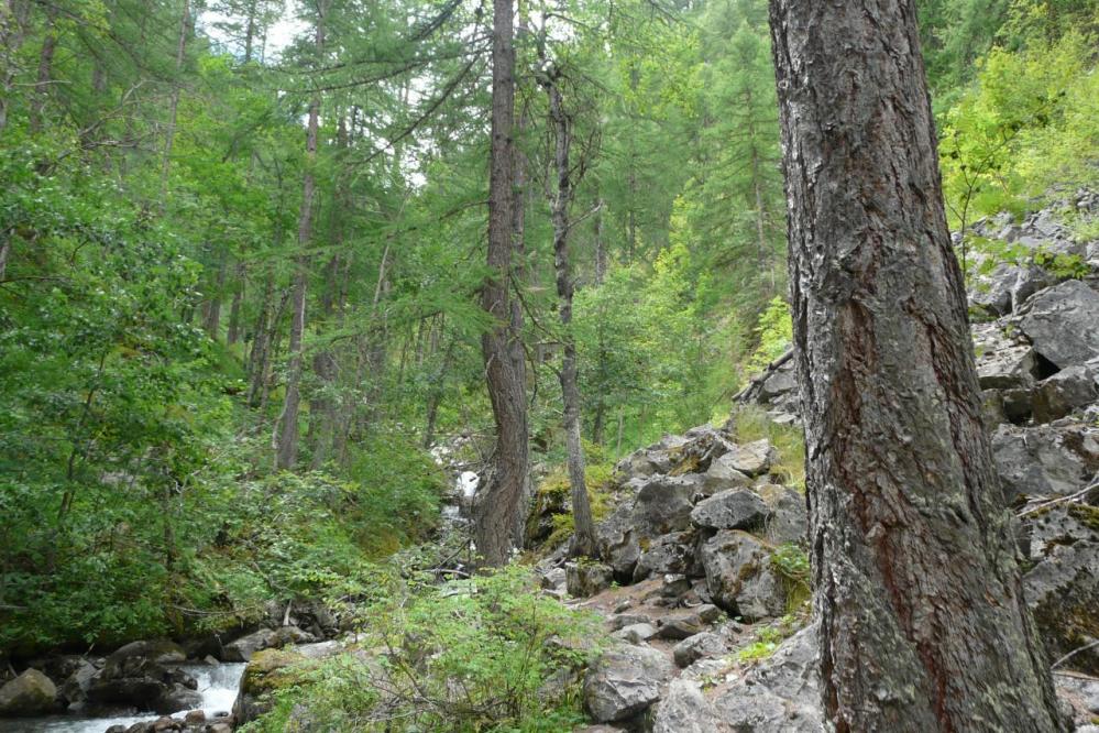 le chemin se poursuit en forêt