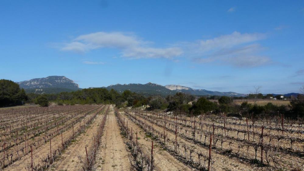 les vignes 