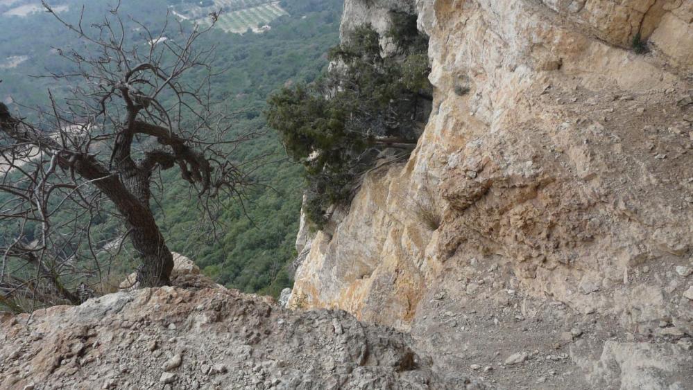 l' arbuste du rappel